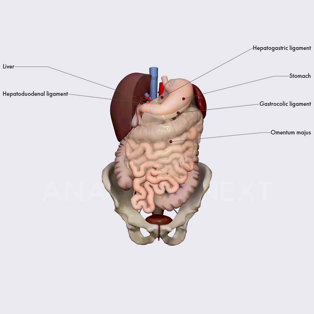 Location and relations of stomach